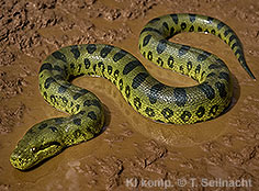 Bild vergr&ouml;&szlig;ern!