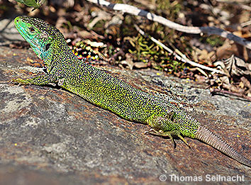 Westliche Smaragdeidechse