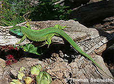 Bild vergr&ouml;&szlig;ern!