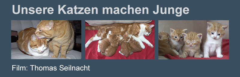 Film: Unsere Katzen machen Junge