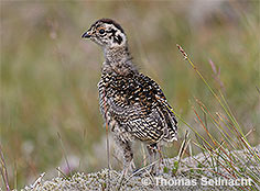 Bild vergr&ouml;&szlig;ern!