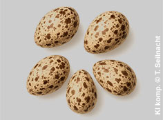 Bild vergr&ouml;&szlig;ern!