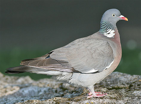 Bild vergr&ouml;&szlig;ern!