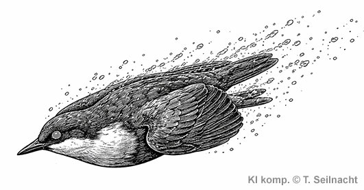 K&auml;mpfende Amselm&auml;nnchen