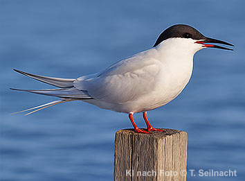 Bild vergr&ouml;&szlig;ern!