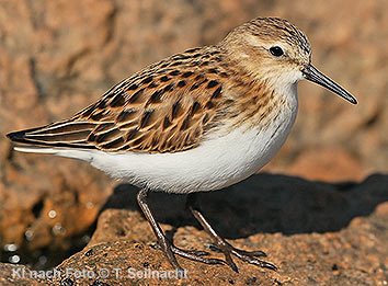 Bild vergr&ouml;&szlig;ern!