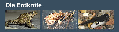 Film: Die Erdkr&ouml;te