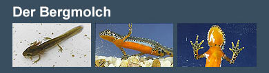 Film: Der Bergmolch