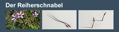 Film: Der Reiherschnabel